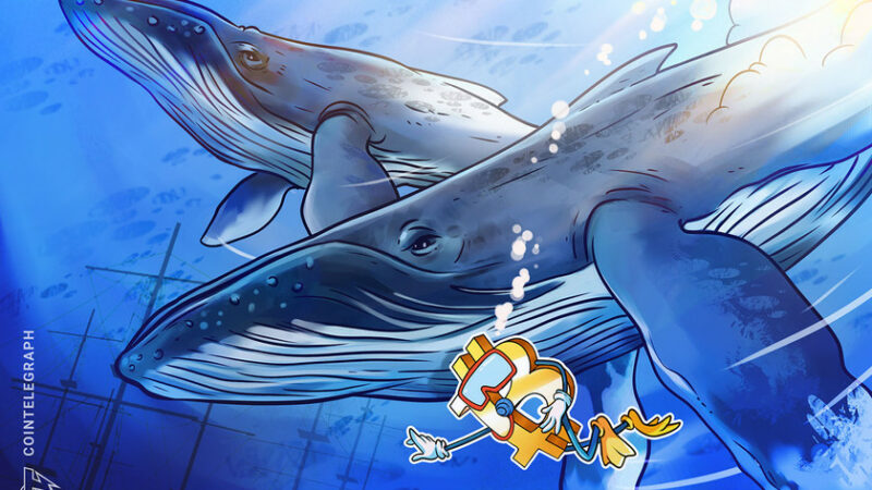 As Bitcoin price staggers, ‘whale’ wallets may be becoming an endangered species