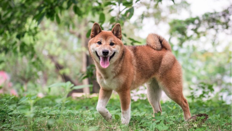 Shiba Inu Gets Listed in Binance and FTX After Price Skyrockets