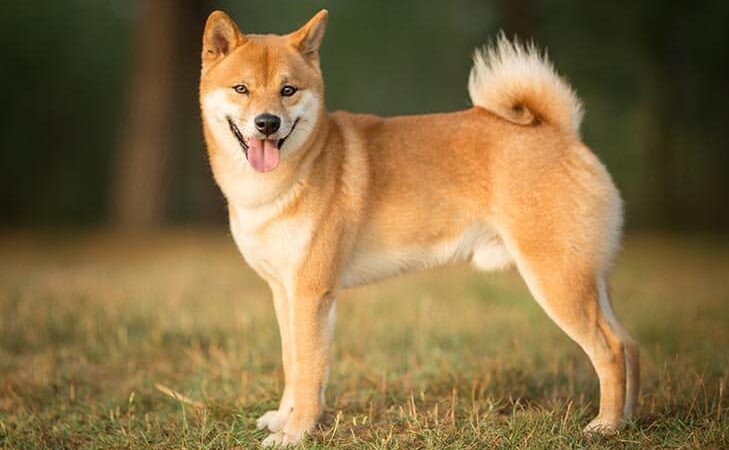 What is Shiba Inu (SHIB)? Read Before You Invest