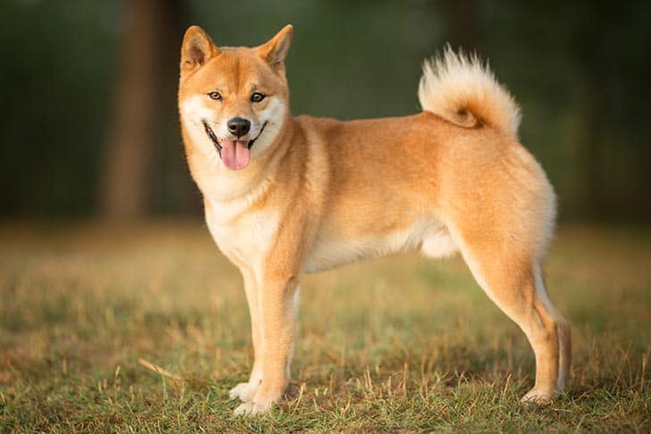 What is Shiba Inu (SHIB)? Read Before You Invest