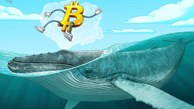 ‘Millionaire’ whales gobble up 90,000 Bitcoin over past 25 days