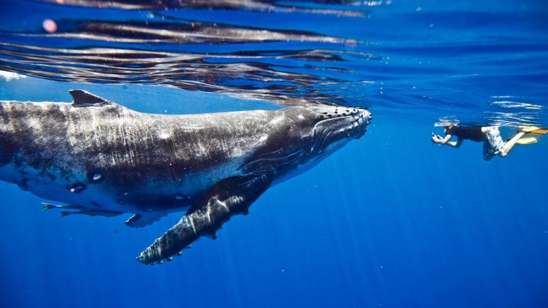 Mystery Whale Returns by Moving $35 Million — Miner Transfers 1,000 ‘Sleeping Bitcoins’ from 2010