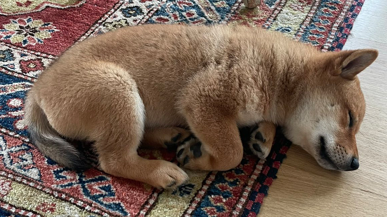 Elon Musk’s New Puppy Tweet Sends Shiba Floki Token Soaring, FLOKI Jumps More Than 900% in 24 Hours