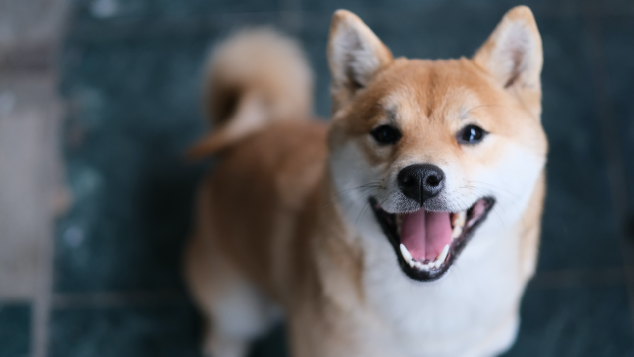 Meme Crypto Shiba Inu Skyrockets — SHIB Climbs 230% in a Week, Whale Buys 6 Trillion Tokens