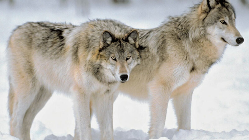 The Wolves Of Crypto Street Are Here! Traders Beware!