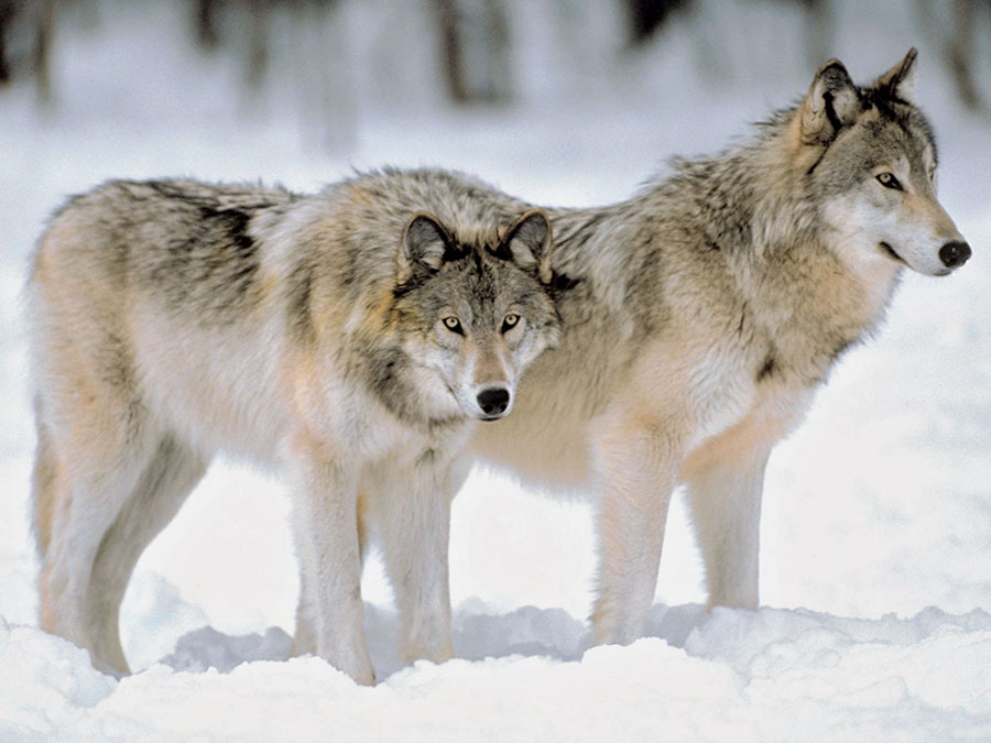The Wolves Of Crypto Street Are Here! Traders Beware!