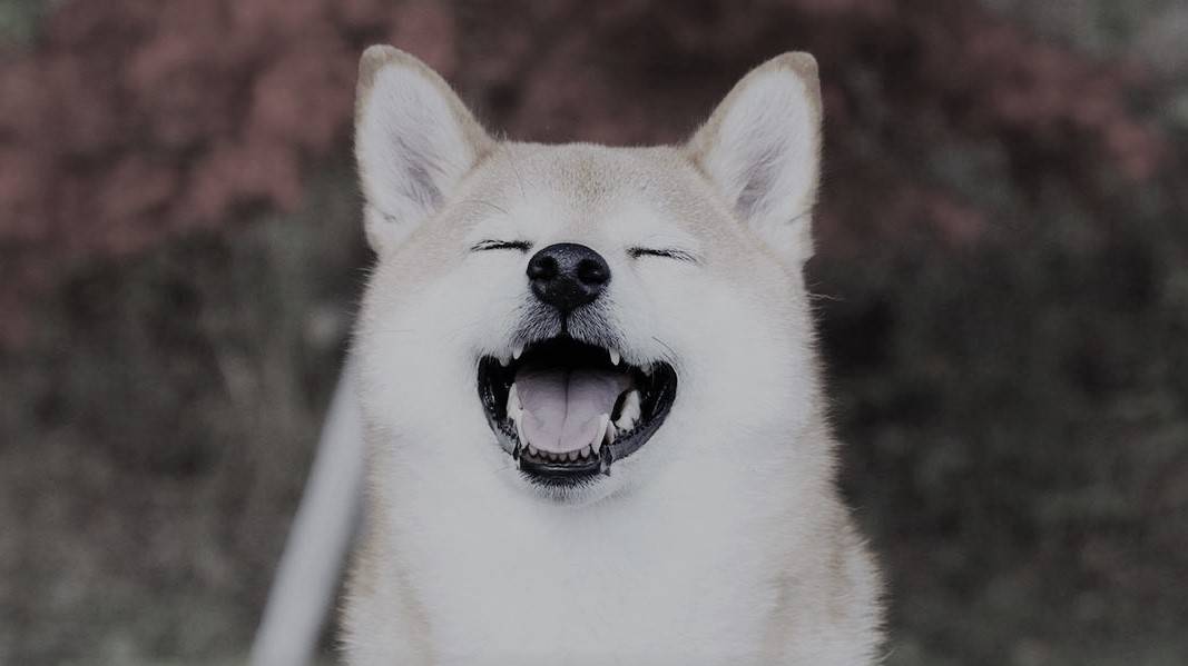 Why Is Shiba Inu (SHIB) Up Over 100,000,000% This Year: A Closer Look