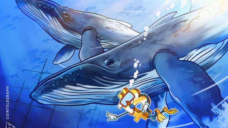 Bitcoin bargain: 3rd biggest whale address adds 207 BTC at $62K