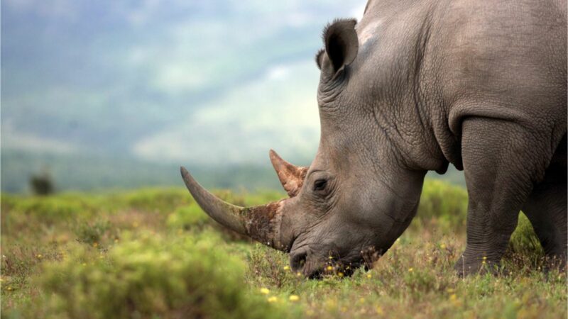 Leading African Conservancy to Raise Funds for Rhinos via Auction of Horn NFTs