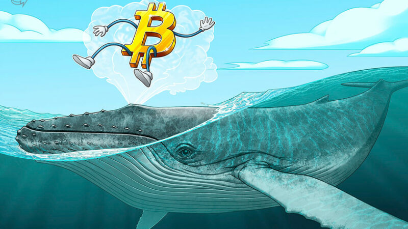 Bitcoin whale holdings at 7-month highs despite warnings of BTC price crash to $20K