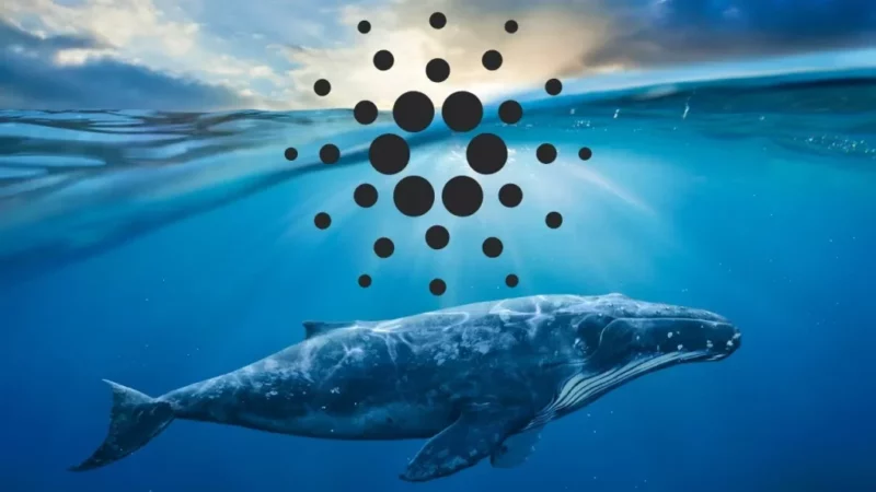 Cardano Whales & Sharks Prepare Ahead of Vasil Hard Fork, Accumulate nearly 80M ADA
