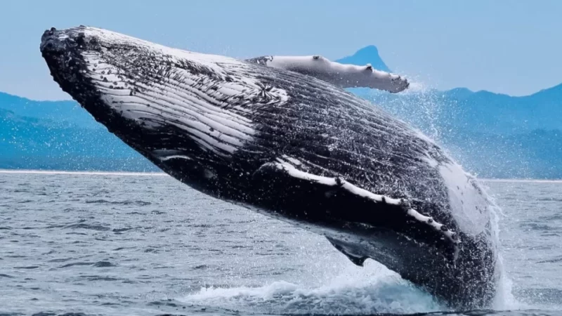 Ancient Bitcoin Whales Waking Up? What does This Mean For BTC Price?