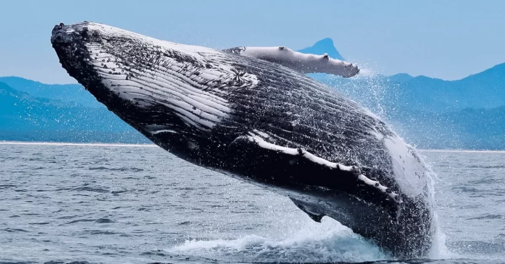 Ancient Bitcoin Whales Waking Up? What does This Mean For BTC Price?