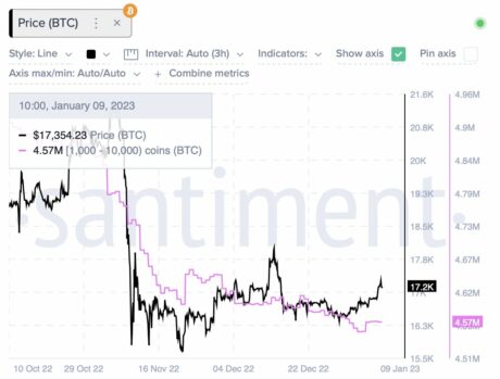 Bullish Signal: Bitcoin Whales Go On 20,000 BTC Buying Spree