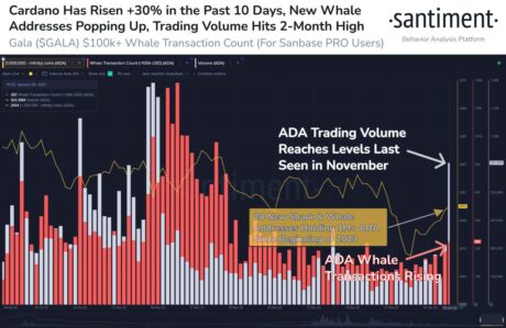 Cardano Up 30% Since December As 28 New Whales Hold At least 1 Million ADA