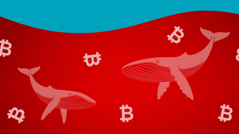 Whales Move Millions of Cryptos- Is Crypto Market In Danger?