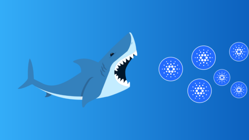 Cardano (ADA) Whales Records a 9-Month High Activity, Analysts Forecast a 40% Rally
