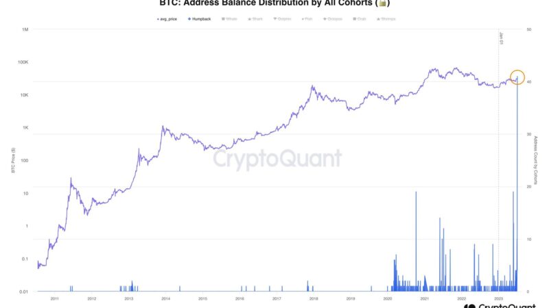 Bitcoin Humpback Wallets Reach ATH, Is BlackRock Behind The Surge?