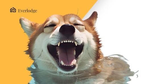 Whales Are Stacking Everlodge, What’s Next for Shiba Inu and XRP?