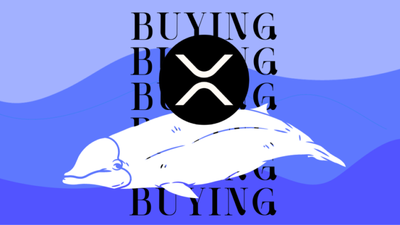 Big Move: Whale Transfers 80M $XRP Tokens Sparking Sell-Off Fears; $GFOX Rallies Above $2.8 Million 