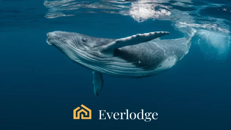 Top 3 Tokens With High Chances of Returning Good ROI in Q1 of 2024: NEAR, MATIC, and Everlodge (ELDG)