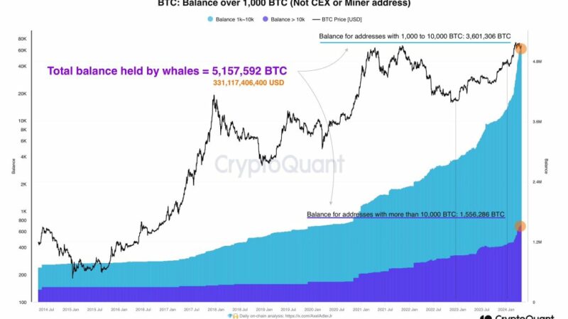 Bitcoin Under Pressure But Whales Hold Over $331 Billion Of BTC: A Sign To Buy?