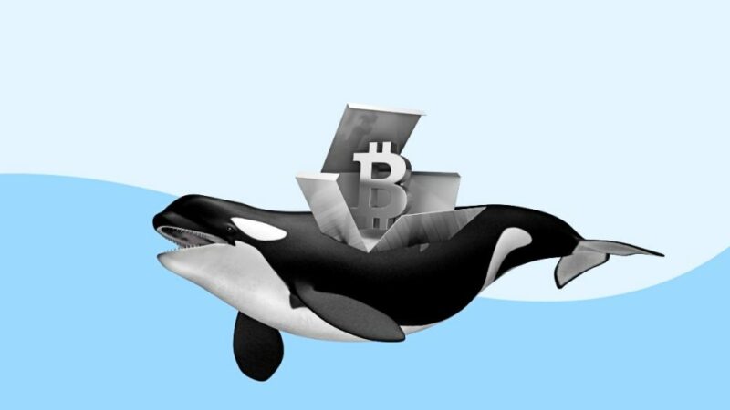 Whales Jump in to Accumulate Bitcoin; Will BTC Price Make It to $65,000 This Week?