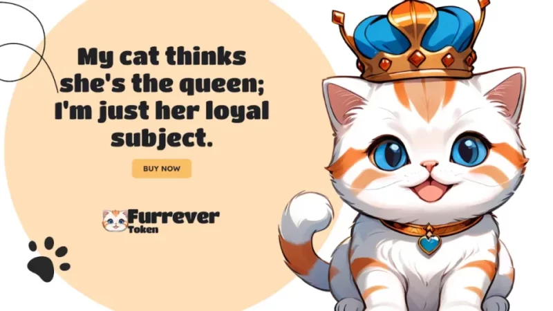 Bitcoin’s Future Highs, Solana’s Strategic Growth, and How Furrever Token is Changing the Crypto Game