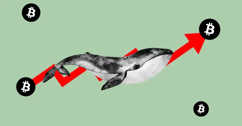 Bitcoin Big Whale Increasing Their BTC Holding Amid Market Dip