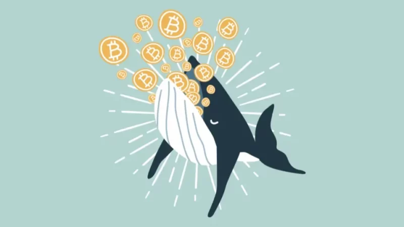 Crypto Whales Are Stacking These Coins During the Dip! 