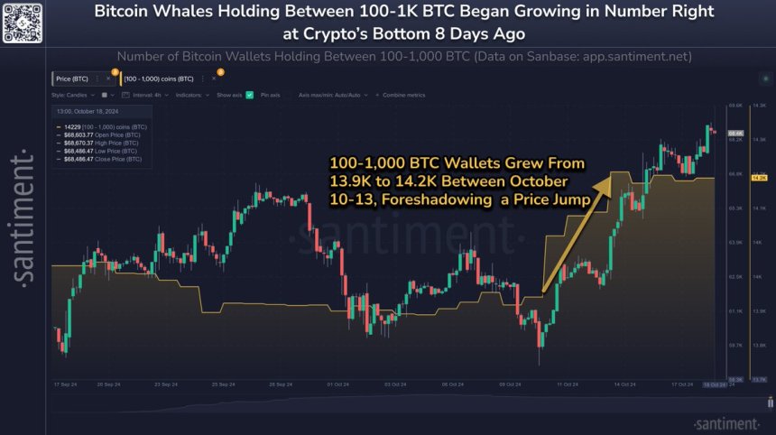 Bitcoin Whales ‘Grew Substantially’ During Last Dip, Data Shows Large-Holder Accumulation