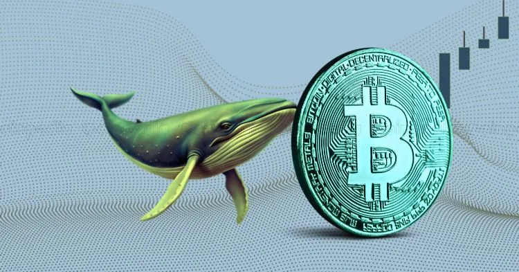 Bitcoin Nears $100k as Whales Accumulate 3,577 BTC Worth $330 Million