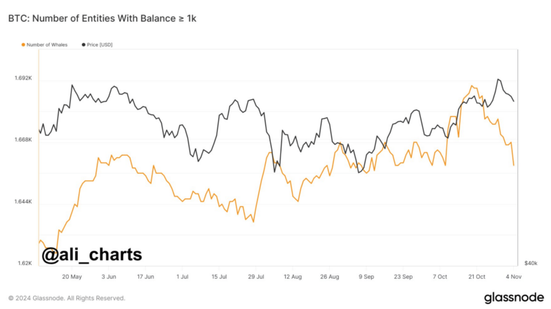 Bitcoin Whales Playing It Safe? Addresses Holding 1,000+ BTC Decline Ahead Of US Elections