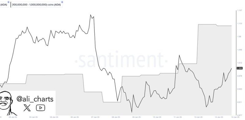 Cardano Whales Go On A Shopping Spree – 100 Million ADA in 48 Hours