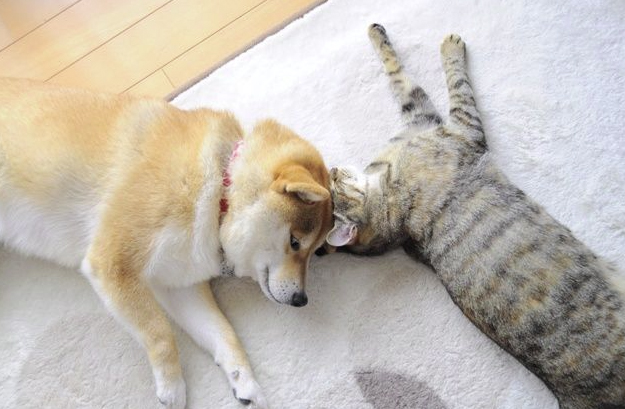 The Origin of Kabosu, Neiro and Doge – A Love Story, Friendship and Crypto Legacies