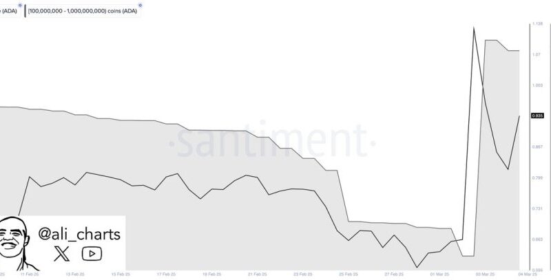 Whales Bought 420 Million Cardano After Trump’s U.S. Strategic Crypto Reserve Announcement – Insights