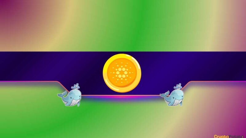410,000,000 ADA in a Month: Whales Continue to Pile Up, So When a Cardano Surge?