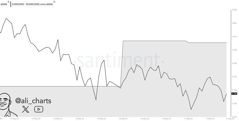 Cardano Whale Activity Spikes – 80 Million ADA Added In 48 Hours