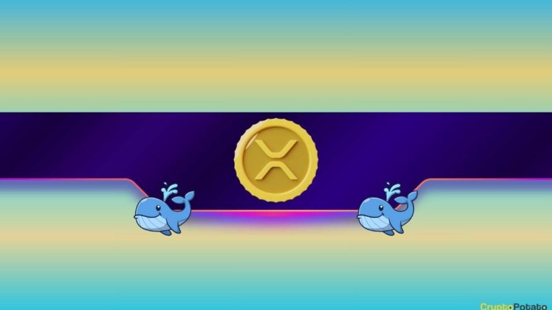 Critical XRP Metric Reaches New Record: What Does it Mean for Ripple’s Price?