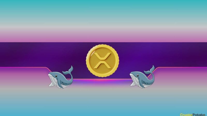 Ripple (XRP) Price Rockets to 2-Month High After Curious Whale Activity
