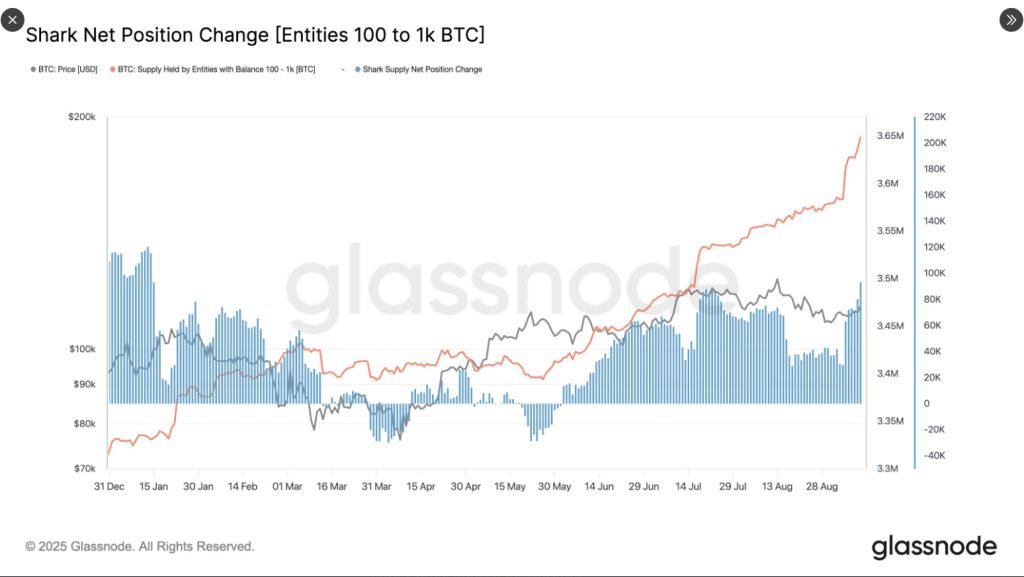 Mid-Sized Bitcoin Holders Break Records With 65K BTC Weekly Accumulation