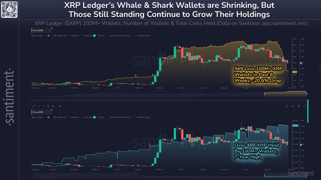 XRP Whale Wallets Collapse 20%, But Biggest Holders Hoard More Than Ever